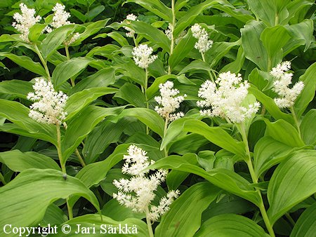 Smilacina racemosa, tertturotkokielo